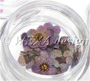 Sušené kvety klasic - AP multicolor