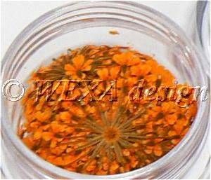 Sušené kvety strapaté - AP orange