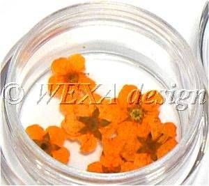 Sušené kvety klasic - AP orange