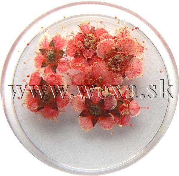 Sušené kvety klasic - AP red